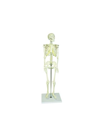 Half-Size Skeleton