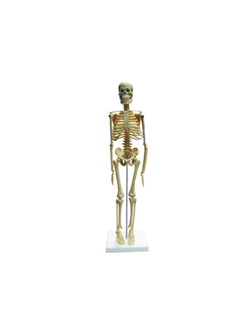 Desktop Human Skeleton