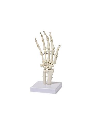  Hand Skeleton