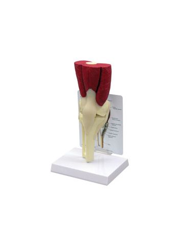 Muscled Knee Joint Model 