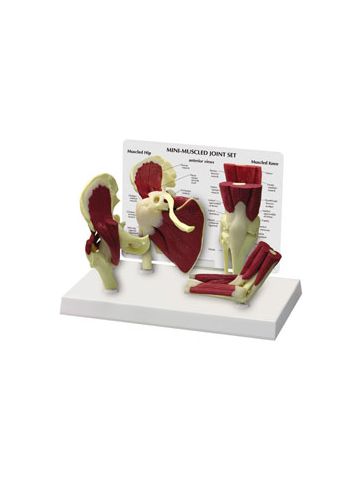 Mini-Muscled Joint Set 